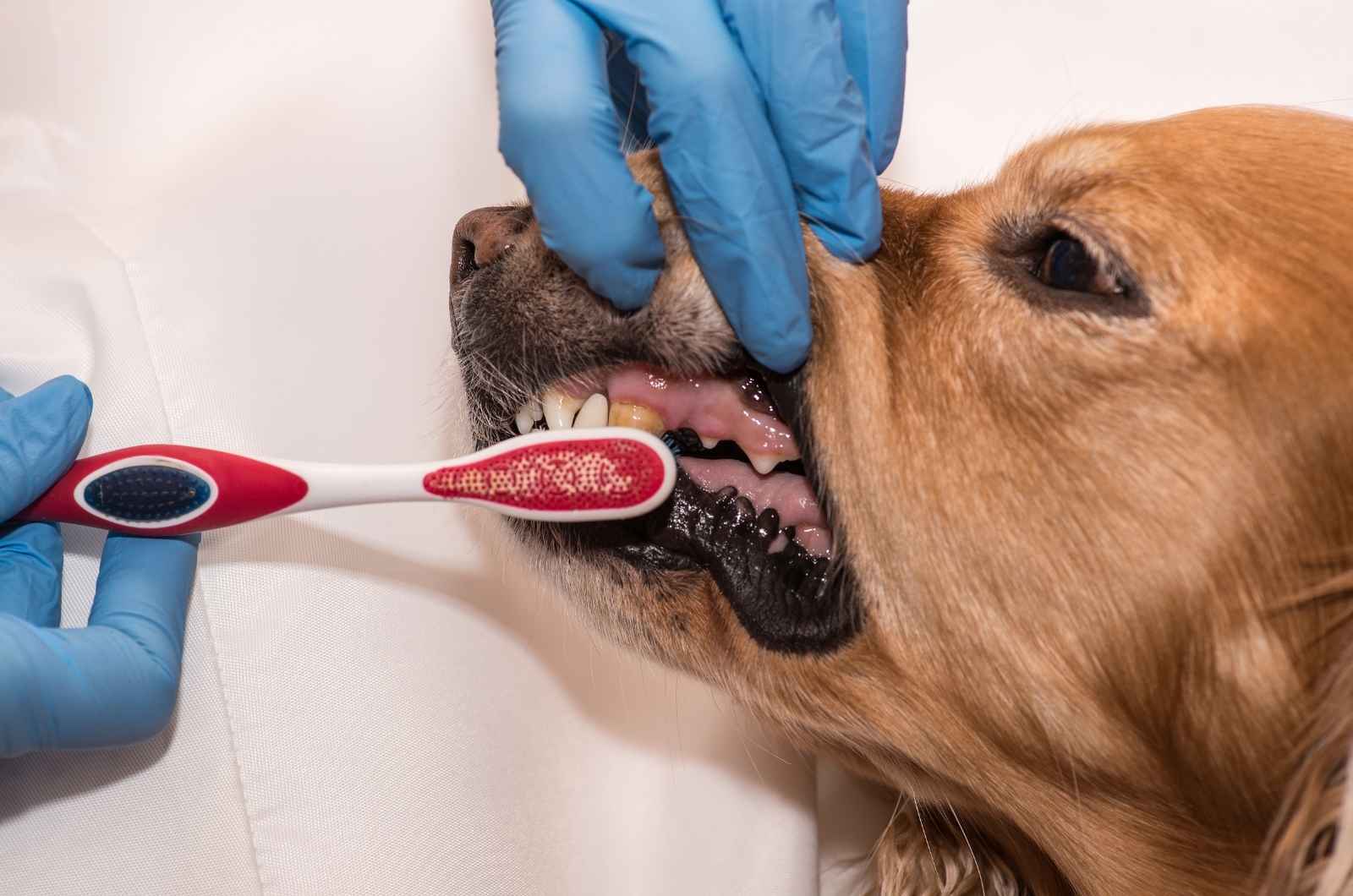 Gam Dental Veterinary For Dogs