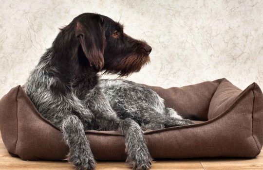 מיטה לכלב גדול2