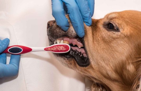 Gam Dental Veterinary For Dogs2